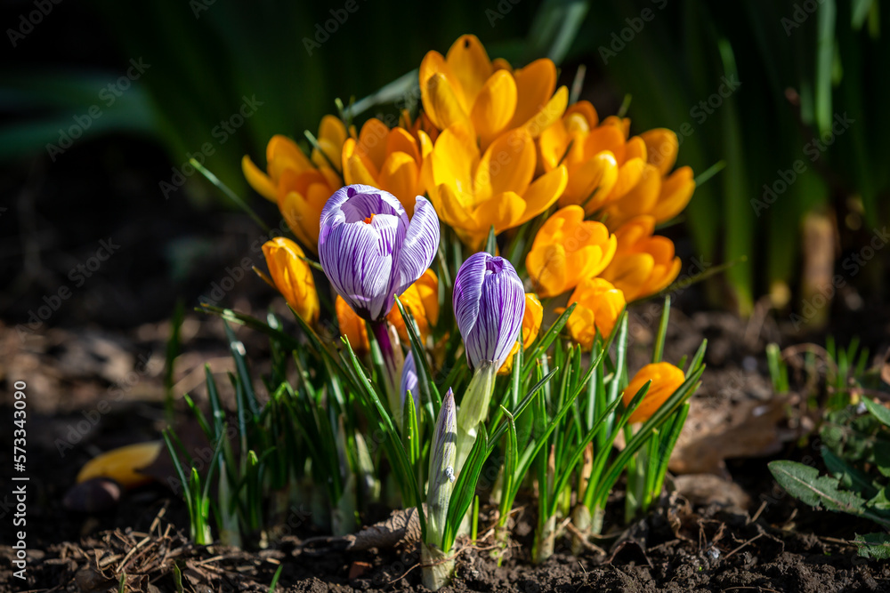 A close up of crocus flowers in the sunshine, with a shallow depth of field A close up of crocus flowers in the sunshine, with a shallow depth of field