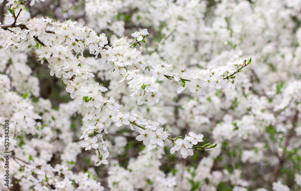 Cherry branch with color, natural background Cherry branch with color, natural background