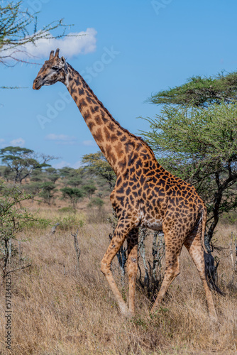 wild giraffe in Serengeti National Park in the heart of Africa