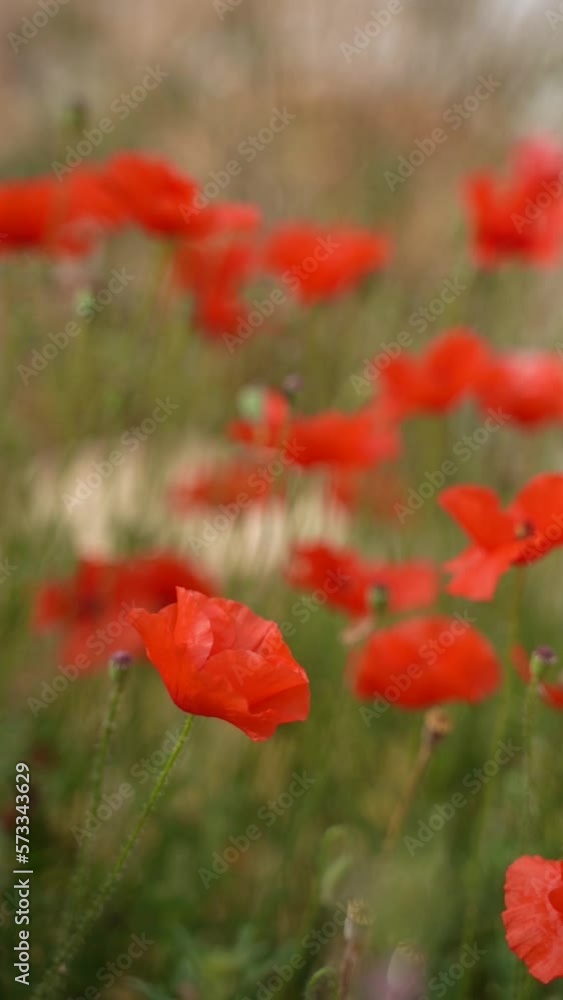 Vertical video of wild red poppy flowers in the field on a sunny day Vertical video of wild red poppy flowers in the field on a sunny day