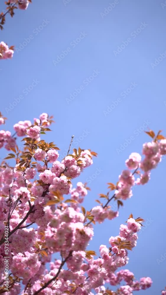 Vertical video of pink cherry blossoms and flowers branch on a tree in spring bloom. Japanese sakura trees. Vertical video of pink cherry blossoms and flowers branch on a tree in spring bloom. Japanese sakura trees.