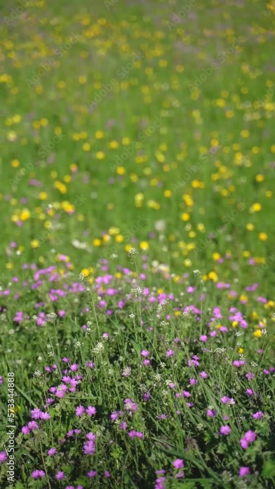 Vertical video of a wild field of colorful purple and yellow flowers swaying on the wind in nature. Vertical video of a wild field of colorful purple and yellow flowers swaying on the wind in nature.