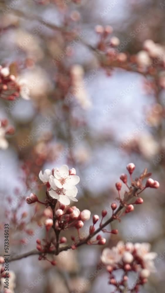 Vertical video of white and pink flowers branch on a tree in spring bloom blossoming Vertical video of white and pink flowers branch on a tree in spring bloom blossoming