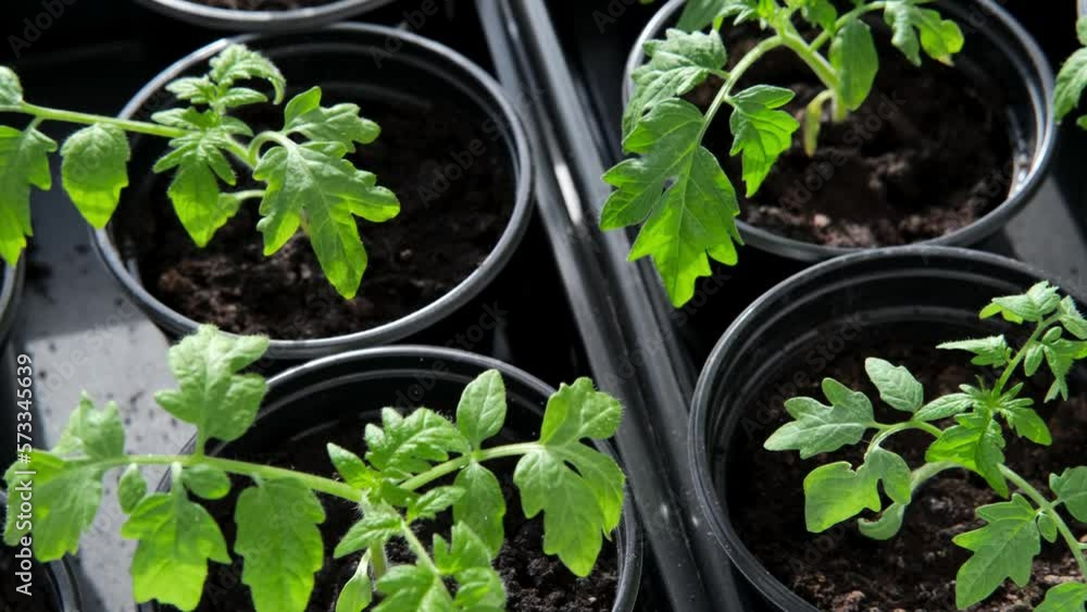 Growing tomato seedlings plants in plastic pots with soil on window sill, Urban home balcony gardening, growing vegetables concept. Growing tomato seedlings plants in plastic pots with soil on window sill, Urban home balcony gardening, growing vegetables concept.