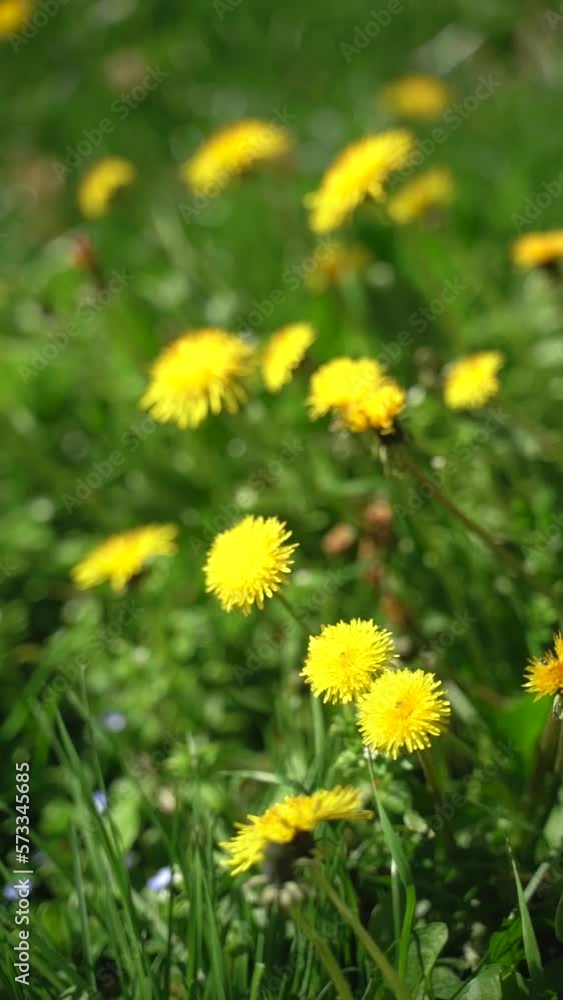 Vertical video of yellow dandelions in a wild green meadow field swaying on the wind on a sunny day. Vertical video of yellow dandelions in a wild green meadow field swaying on the wind on a sunny day.