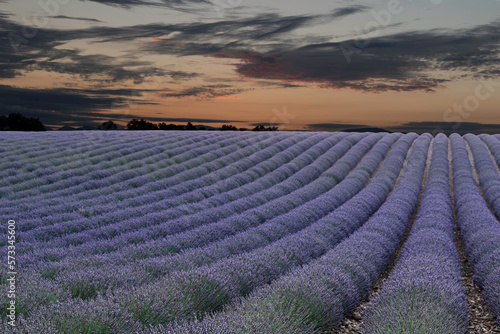 Lavender Field at Dawn