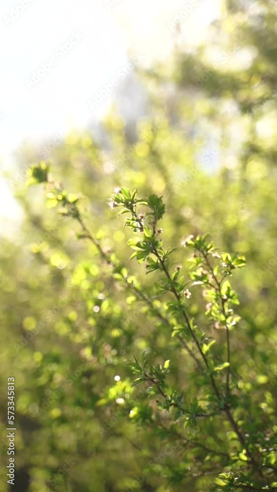 Vertical video of green leaves on tree branches swaying on the wind on a sunny day Vertical video of green leaves on tree branches swaying on the wind on a sunny day