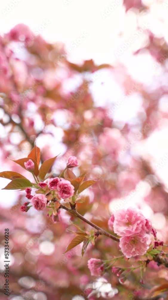 Vertical video of pink cherry blossoms and flowers branch on a tree in spring bloom. Japanese sakura trees. Vertical video of pink cherry blossoms and flowers branch on a tree in spring bloom. Japanese sakura trees.