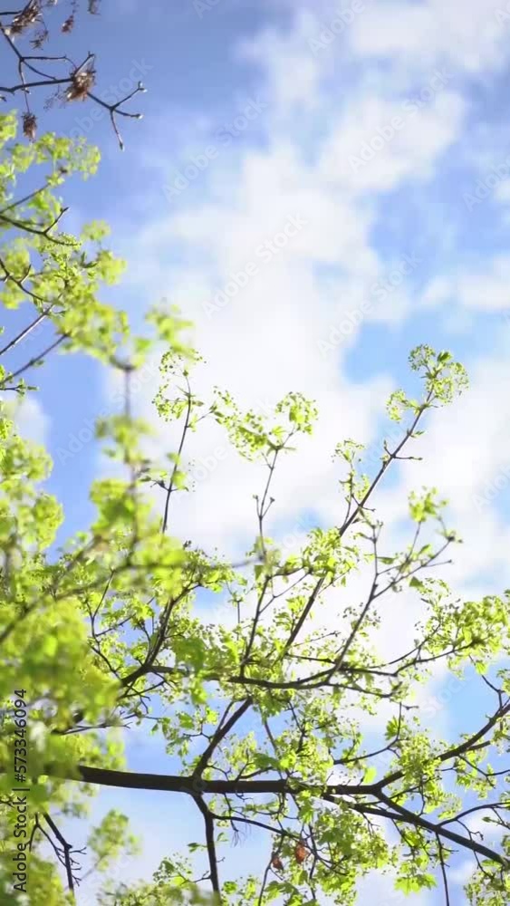 Vertical video of green leaves on tree branches against blue sky on a sunny day Vertical video of green leaves on tree branches against blue sky on a sunny day
