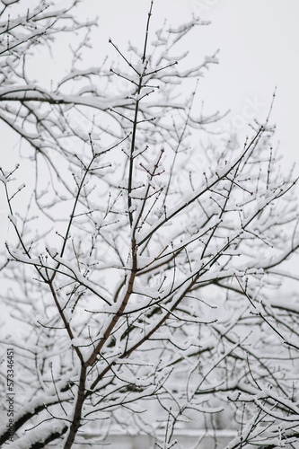 Tree with white snow on branches in frost. Photography  beautiful winter nature.