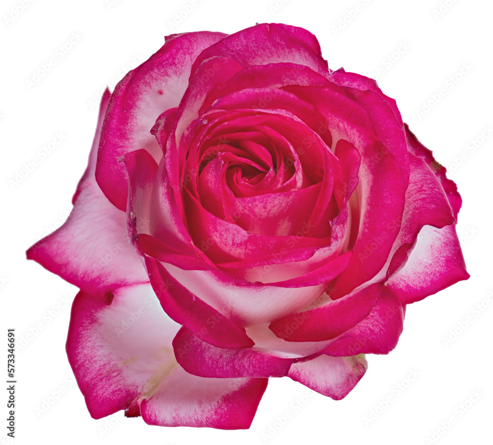 fine single large light pink rose flower bloom fine single large light pink rose flower bloom