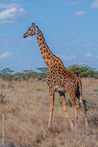 wild giraffe in Serengeti National Park in the heart of Africa