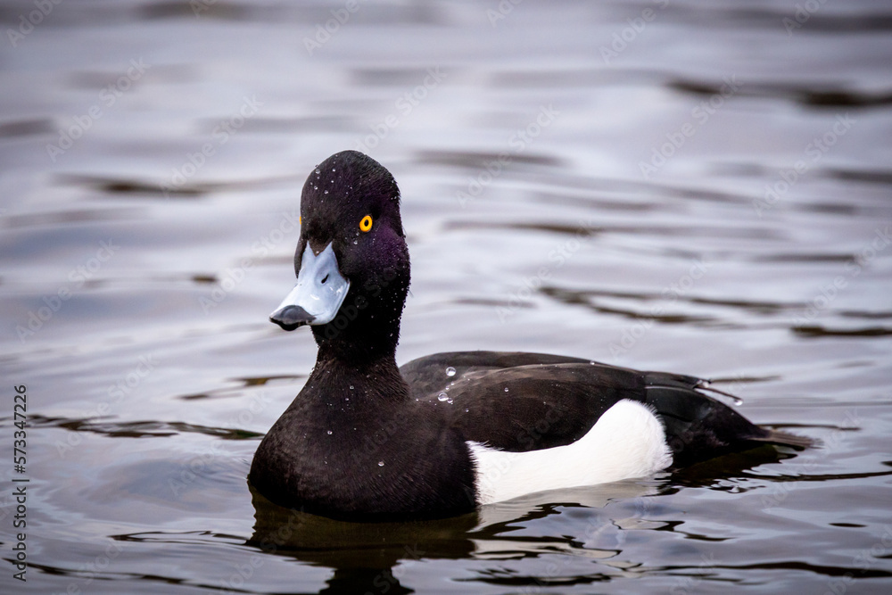 tufted duck, at Schlosspark Charlottenburg in the evening tufted duck, at Schlosspark Charlottenburg in the evening