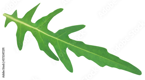 Fotografie Fresh arugula or rucola leaves