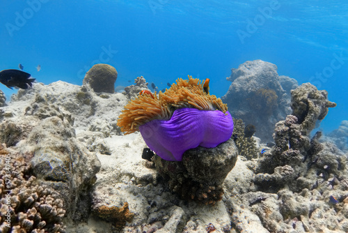 Photography Violet sea anemone on bleached coral reef