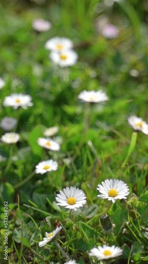 Vertical video of white daisies in a wild green meadow field swaying on the wind on a sunny day. Vertical video of white daisies in a wild green meadow field swaying on the wind on a sunny day.