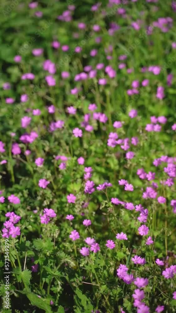 Vertical video of a wild field of colorful purple flowers swaying on the wind in nature. Vertical video of a wild field of colorful purple flowers swaying on the wind in nature.