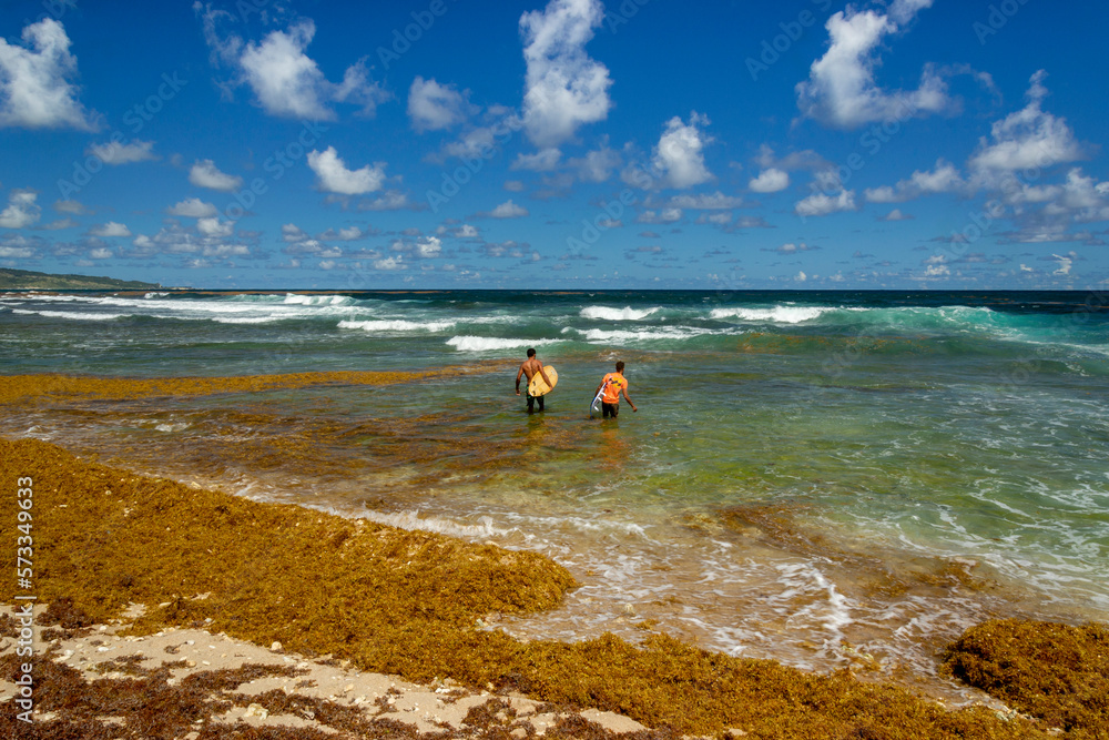 Surfers at Bathsheba beach Barbados, Atlantic Ocean sea, big white breakers and palm trees
