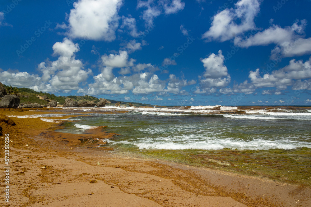 Bathsheba beach Barbados, Atlantic Ocean sea, big white breakers, turquoise sea, white sand and palm trees