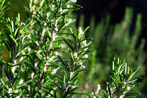 Rosemary branch, nature, green, herb, food