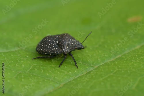 Closeup on the rare Psacasta exanthematicus shieldbug , a specialist on Echium plants, sitting on a green leaf photo