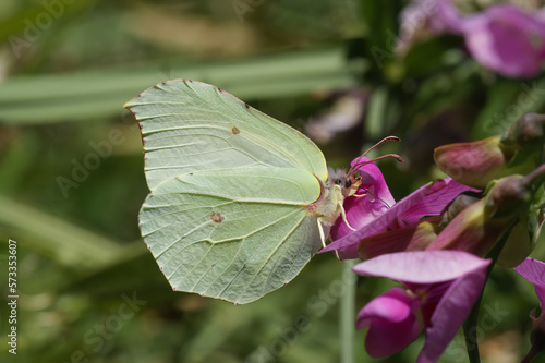 Closeup on the brimstone butterfly , Gonepteryx rhamni sipping nectar from a purple flower photo