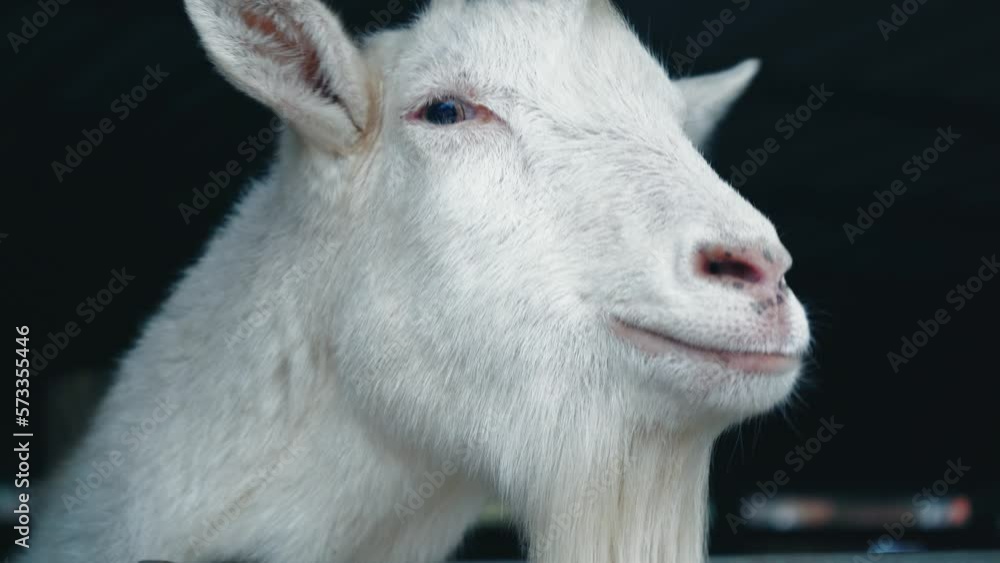 A black and white funny goat climbed the fence and asks for food from the hands of passing people. Feeding animals. A black and white funny goat climbed the fence and asks for food from the hands of passing people. Feeding animals.