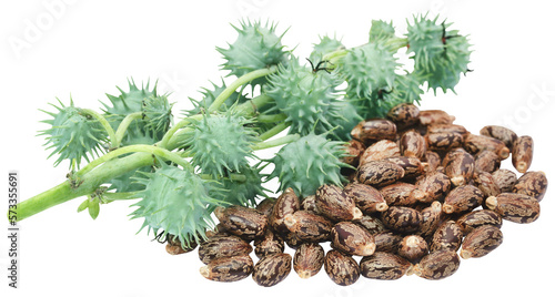 Photos Castor beans