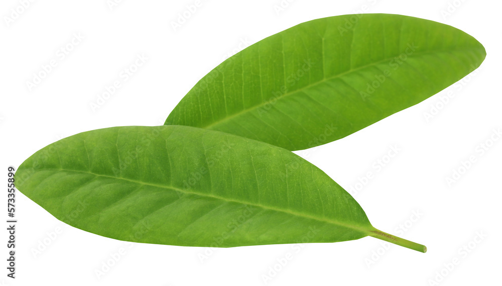 Fototapeta premium Clove leaves