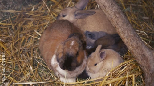 Symbol of the new year. Rabbits big and small black, brown, white and black sit together and bask. Household. Cute pets. Rabbit family.