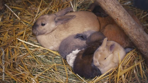 Symbol of the new year. Rabbits big and small black, brown, white and black sit together and bask. Household. Cute pets. Rabbit family.
