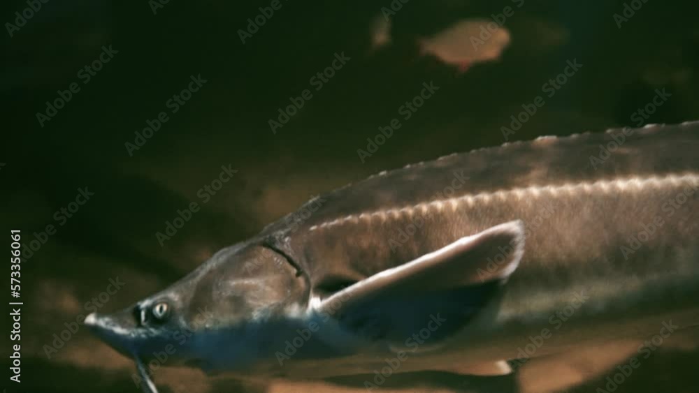 Sturgeon fish swims under water and shimmers in gray. Underwater photography. Rare expensive fish underwater. The world is deep. Sturgeon fish swims under water and shimmers in gray. Underwater photography. Rare expensive fish underwater. The world is deep.
