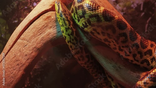 A large reticulated python crawls along the branches of a tree. 4k video. A beautiful pattern on the skin of a python that glows rainbow-like.