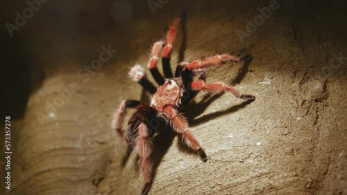 Macro of a tarantula spider sitting on a wooden snag waiting for prey. Wild nature. Big red spider. Fear of spiders.