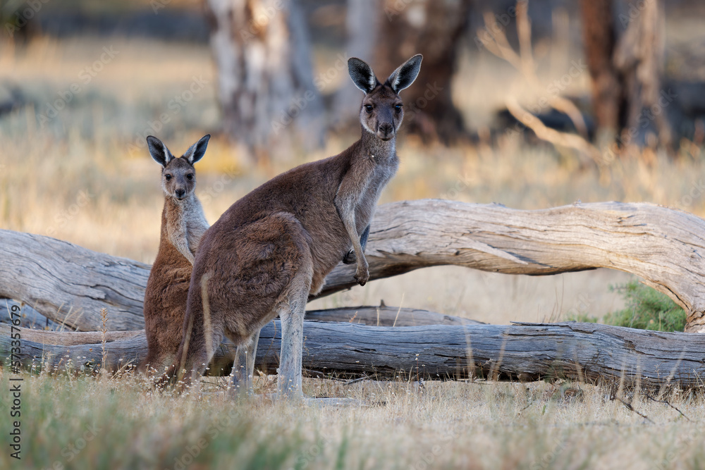 Obraz premium Western Grey Kangaroo - Macropus fuliginosus also giant or black-faced or mallee kangaroo or sooty kangaroo, large common kangaroo from southern part of Australia, in bushes