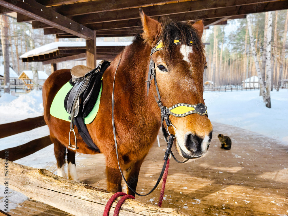 Fototapeta premium horse in winter