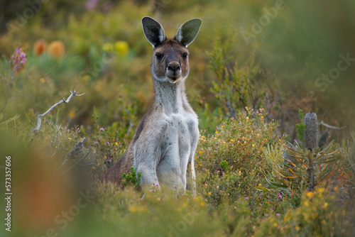 Western Grey Kangaroo - Macropus fuliginosus also giant or black-faced or mallee kangaroo or sooty kangaroo, large common kangaroo from southern part of Australia, in bushes