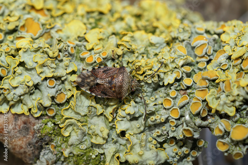 Closeup on the Parent bug, Elasmucha grisea sitting on a twig photo