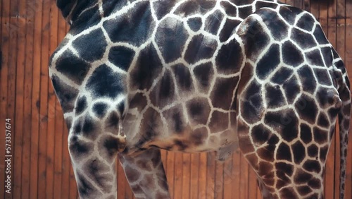 Close up African giraffe body. Animal skin texture. Giraffe skin close up, full-frame.