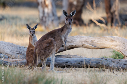 Konstfotografi Western Grey Kangaroo - Macropus fuliginosus also giant or black-faced or mallee