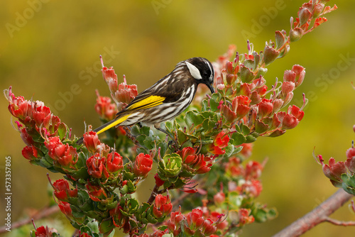 White-cheeked Honeyeater - Phylidonyris niger bird feeds on nectar on the red flower Adenanthos cuneatus, east coast and the south-west corner of Australia photo