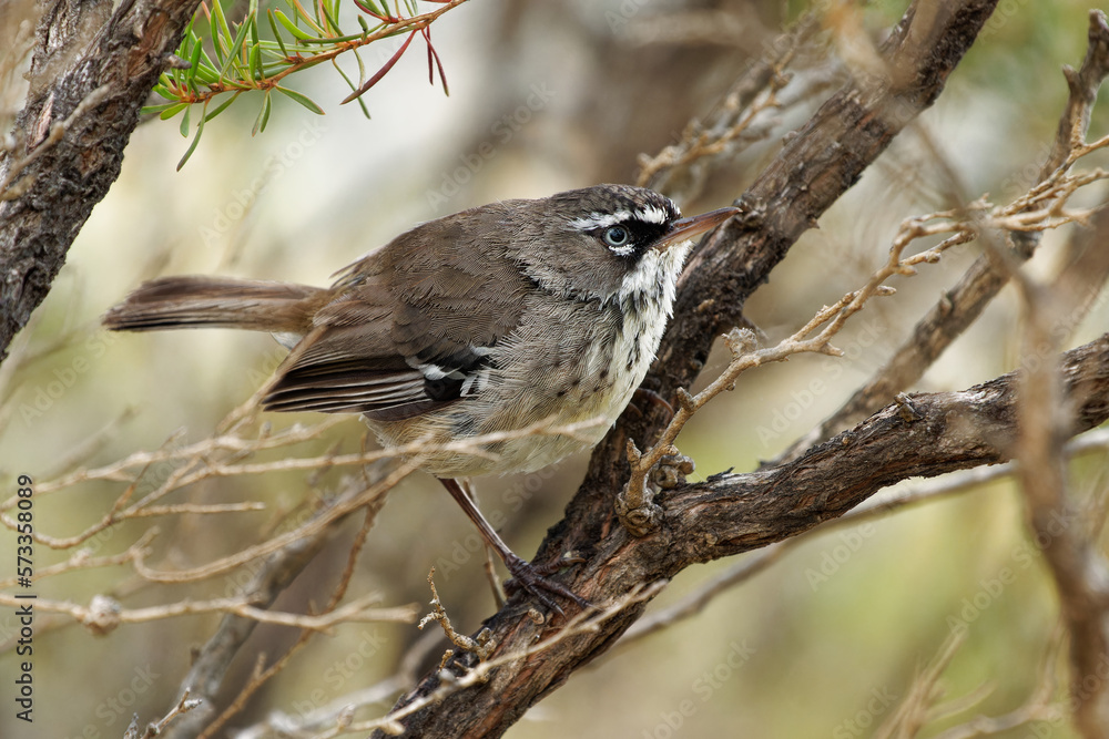 Naklejka premium Spotted Scrubwren - Sericornis maculatus brown and white bird on the bush native to coastal southern Australia, formerly considered conspecific with White-browed scrubwren