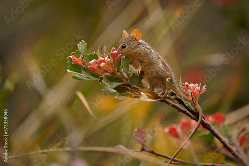 Honey Possum or noolbenger Tarsipes rostratus tiny marsupial feeds on the nectar and pollen of yellow bloom, important pollinator for Banksia attenuata and coccinea and Adenanthos cuneatus photo