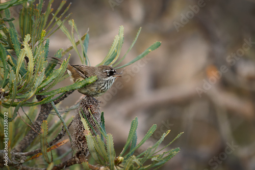 Spotted Scrubwren - Sericornis maculatus brown and white bird on the bush native to coastal southern Australia, formerly considered conspecific with White-browed scrubwren photo
