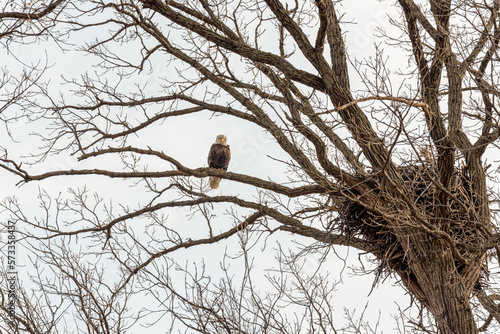 Bald Eagle Perched On A Branch Near Her Nest In February In Wisconsin