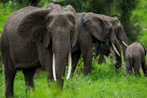 Herd of Elephants in Africa walking through the grass in Tarangire National Park  Tanzania