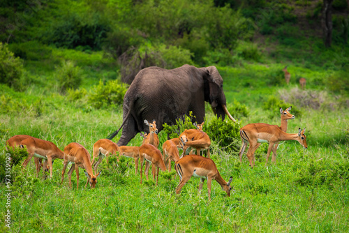 a herd of elephants and antelopes nearby in the wild against the backdrop of a tropical forest.