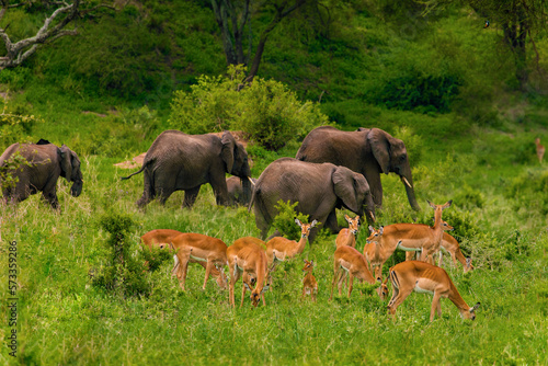 a herd of elephants and antelopes nearby in the wild against the backdrop of a tropical forest.