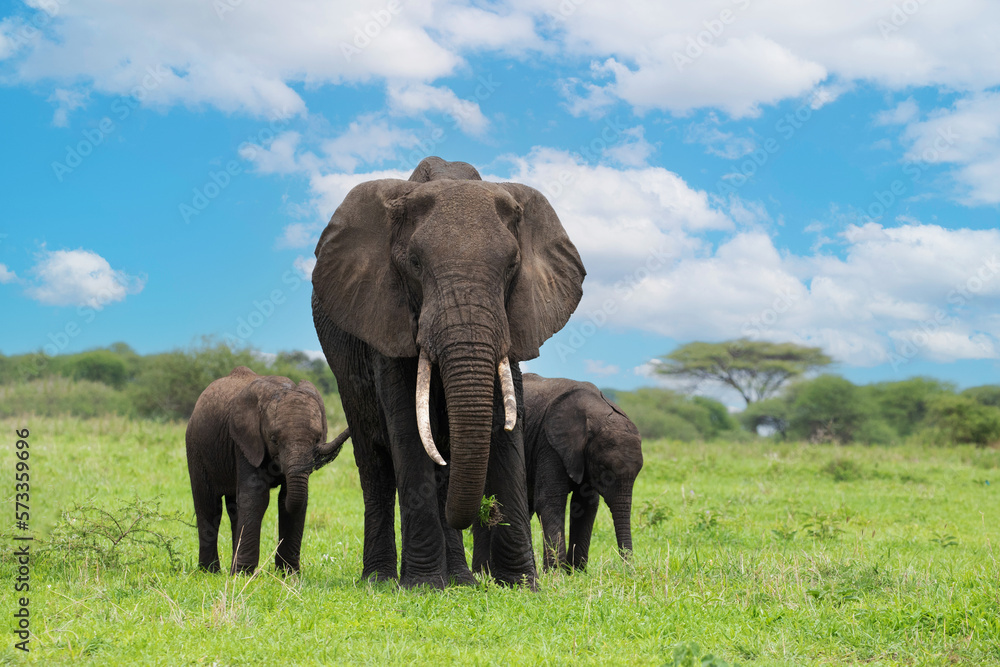 Obraz premium Herd of Elephants in Africa walking in Tarangire National Park in their natural environment, Tanzania