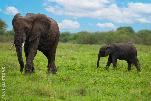 Herd of Elephants in Africa walking in Tarangire National Park in their natural environment  Tanzania